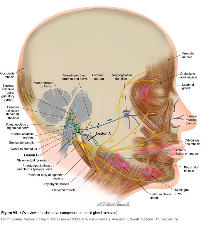 best of Facial Digastric nerve muscle