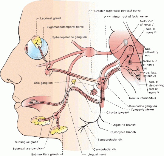 best of Facial Digastric nerve muscle