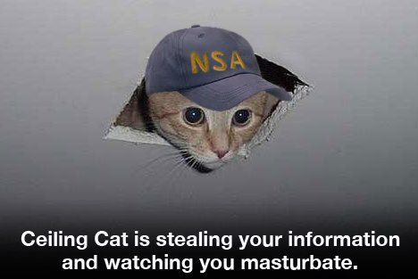 Cat ceiling masturbate