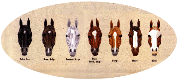 best of Facial marking Equine