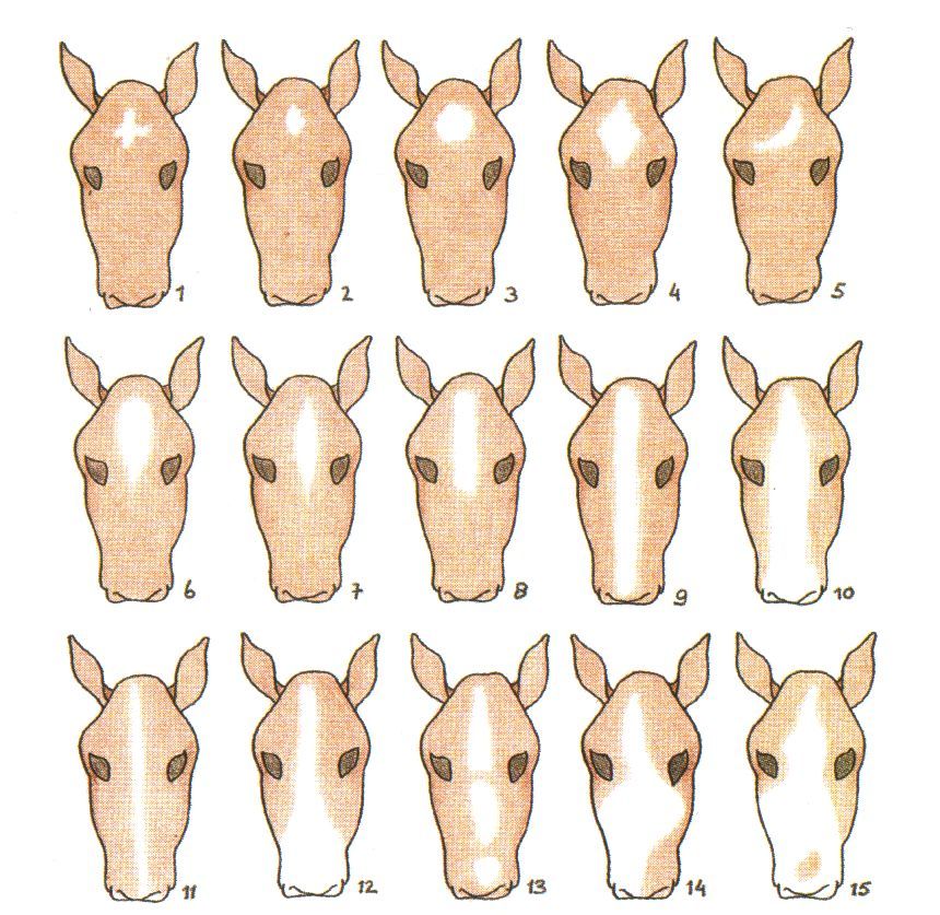 best of Facial markings Equine