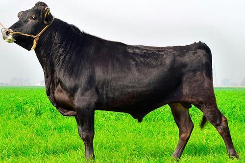 best of Sperm Jersey cow