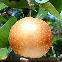 Asian pears ripe