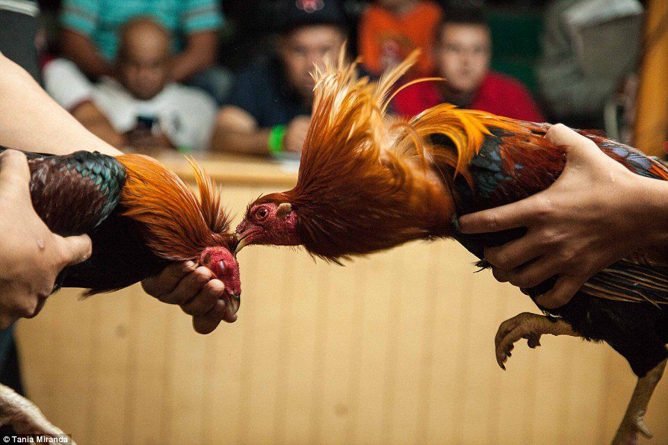 Cock fighting in mexico new