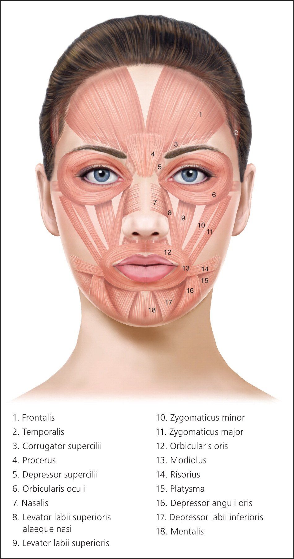 best of Line anatomy Facial
