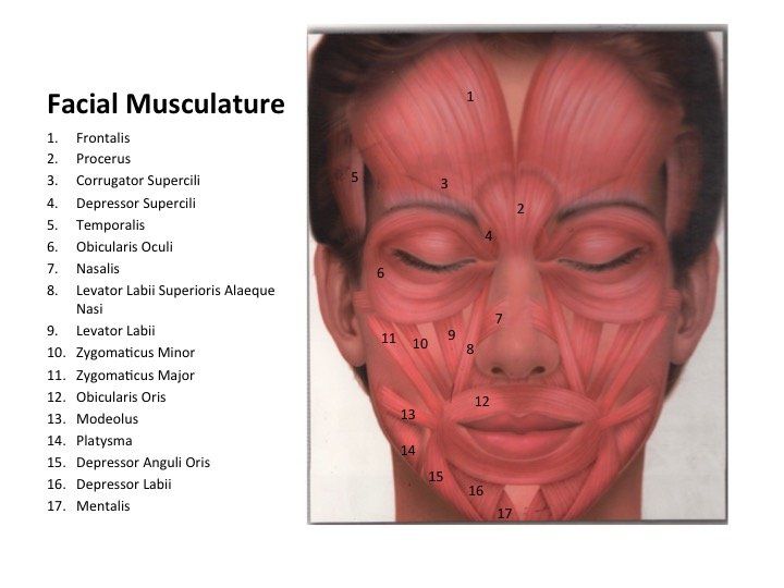 Facial line anatomy