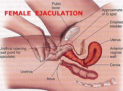 Rummy reccomend Female ejaculation and orgasm