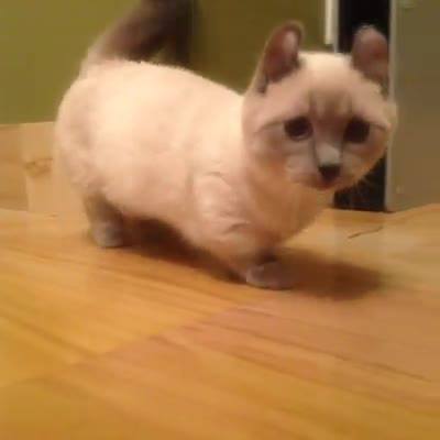 Midget cat video