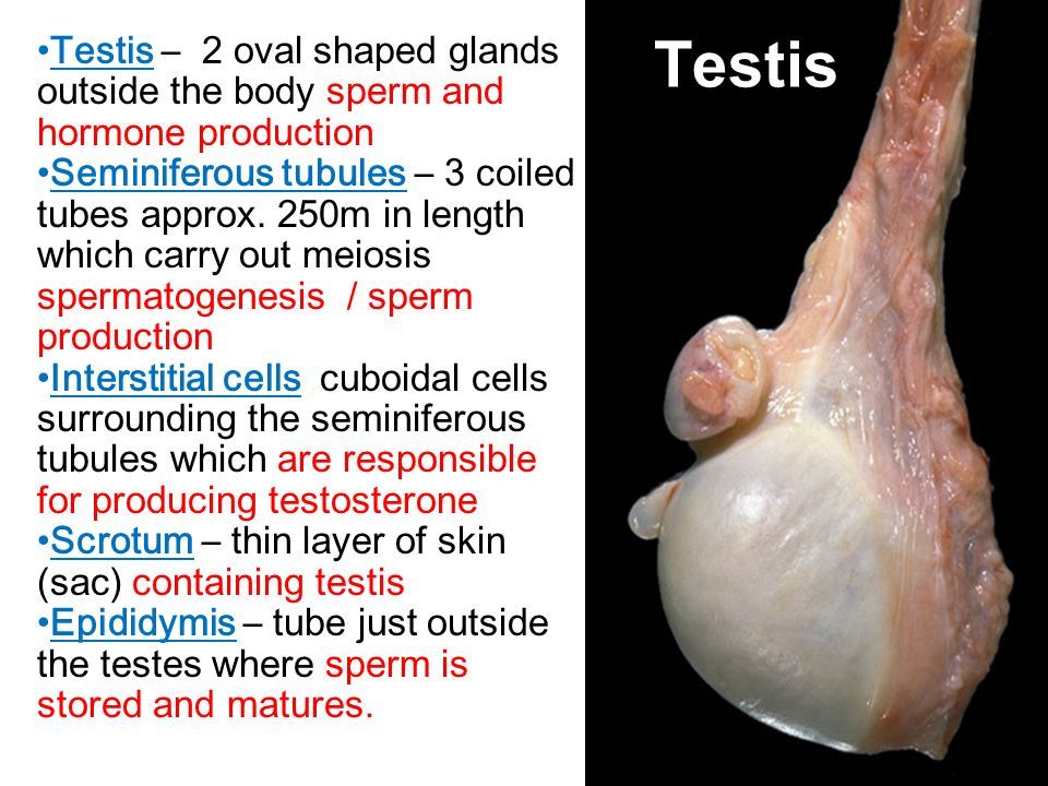 Jo J. reccomend Oval shaped glands that control sperm production