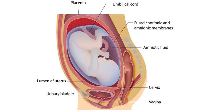 4-Wheel D. reccomend Penetrate cer cervix