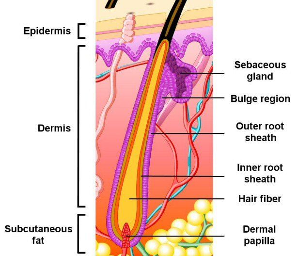 best of Hair Penetrates follicle the