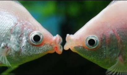 Vicious reccomend Pictures of fish sex