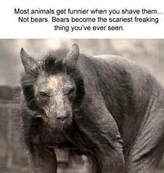 Tansy reccomend Shaved black bear
