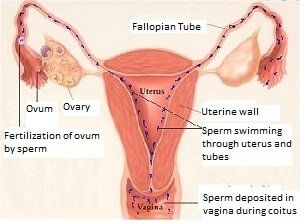 Sperm in uterus