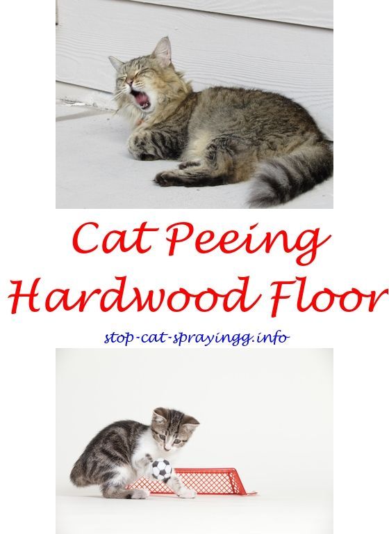 Stopping cats from peeing on floor