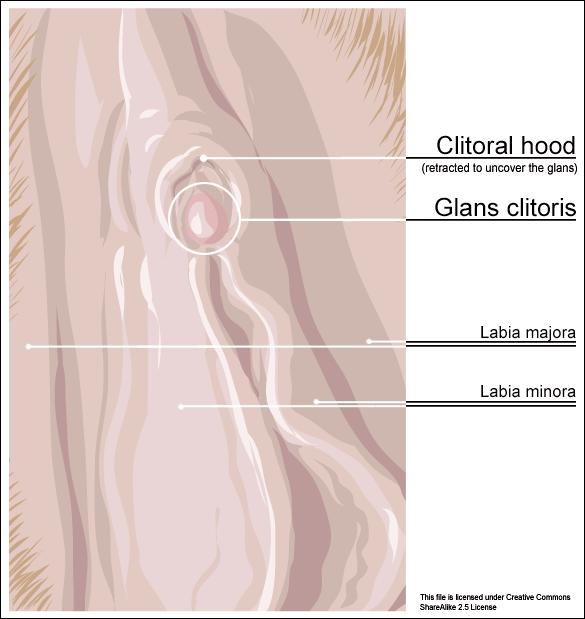 Swollen raw clitoris