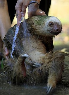 Bear reccomend Three toed african butt fuck sloth