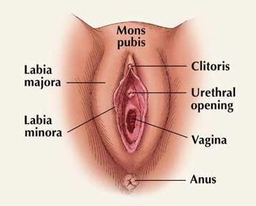 Urinating the vagina hole