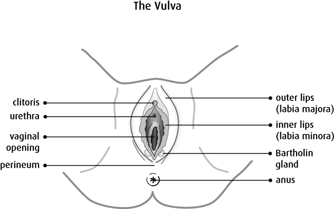 Vaginal diagram vulva