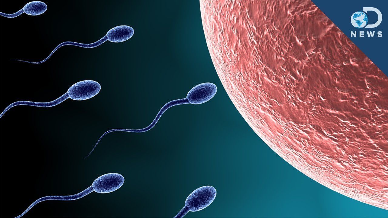 Beef reccomend Videos of male sperm swimming