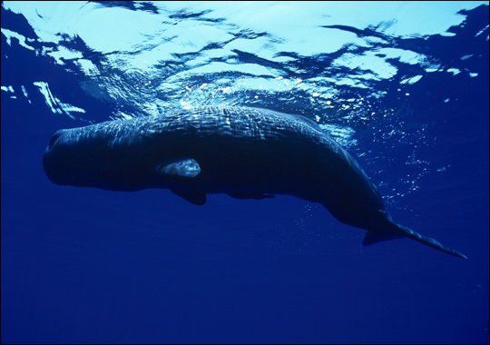 best of Endangered sperm whales Why are