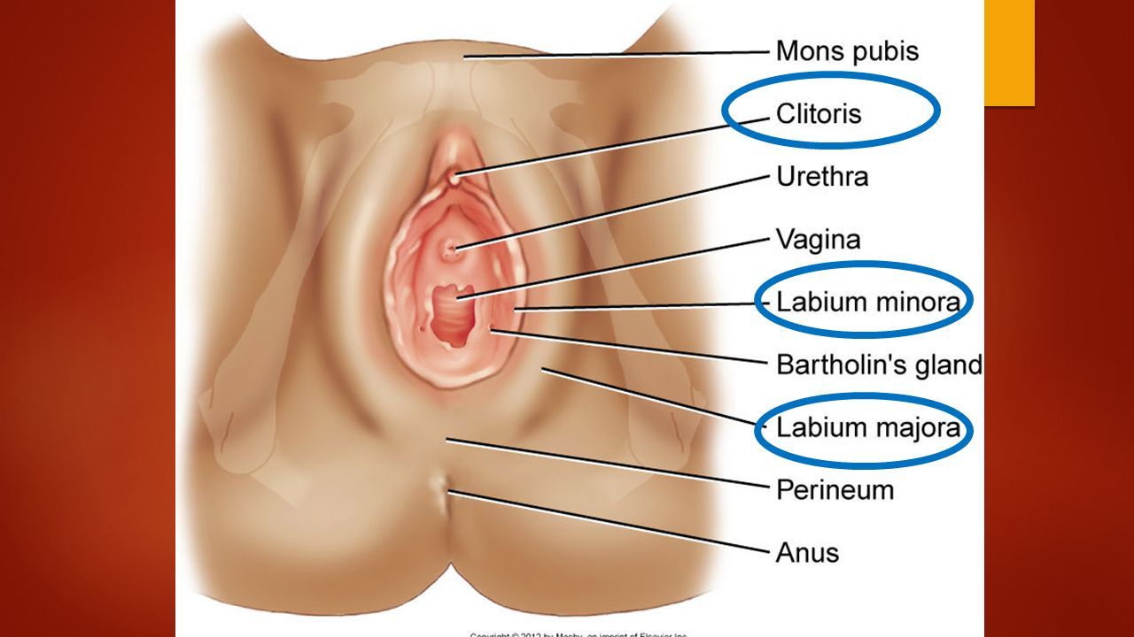 FD reccomend Woman reproductive clitoris